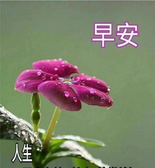 周未最暖心的早安祝福问候语,早上很漂亮的图片祝福语
