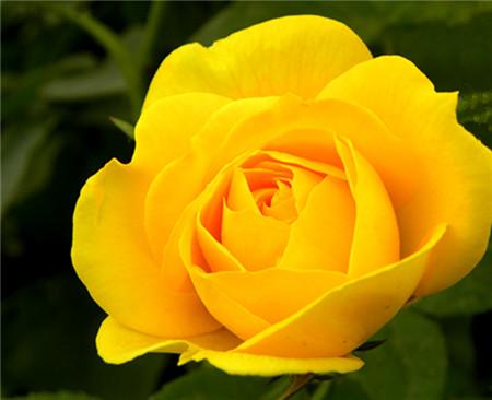 各种花的象征意义