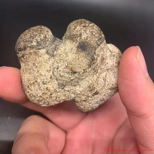 堪比黄金的龙涎香,为何只有鲸鱼拉出来才值钱?