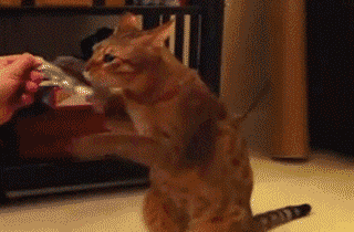 除了醉拳,还有喵喵拳▲挑战需要量力而为▲ 抢到盒子算我输▲ 武侠