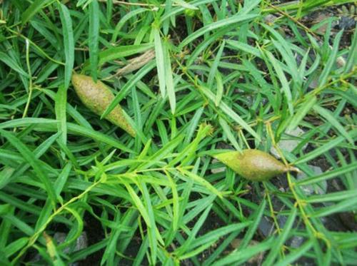 农村很小的野草,果子长得像芒果,果汁犹如"羊奶"一般甜如蜜