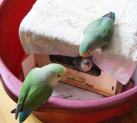 谁家养的牡丹鹦鹉生出小鸟了,求图