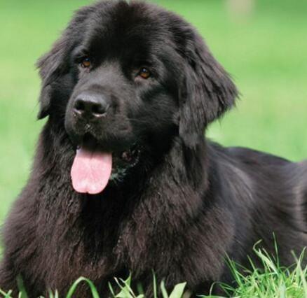 【纯种纽芬兰犬图片|纯种纽芬兰犬幼犬图片大全】-狗