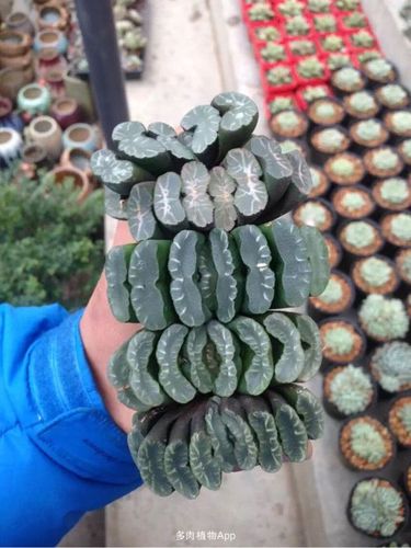 十二卷 玉扇名品鉴赏