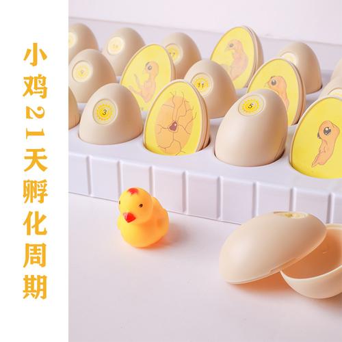 鸡蛋21天孵化小鸡过程幼儿教具生命科学 小鸡的生命周期孵化过程
