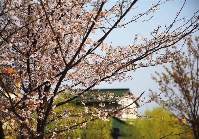 地址: 合肥肥西县官亭镇东南 又是一年樱花季,非遗园里也即