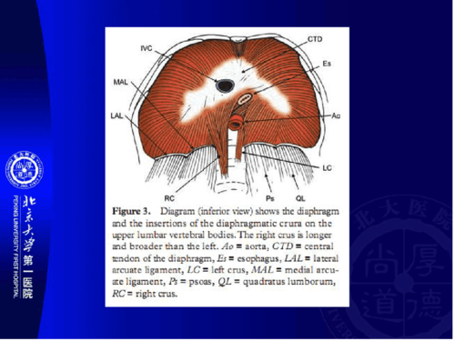 膈肌脚及膈脚后间隙(english)
