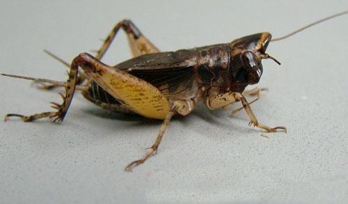 大扁头蟋蟀值钱不