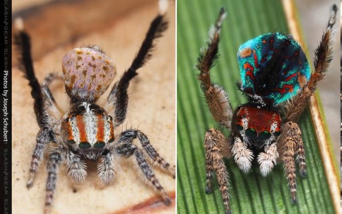 孔雀蜘蛛家族再添七个新品种