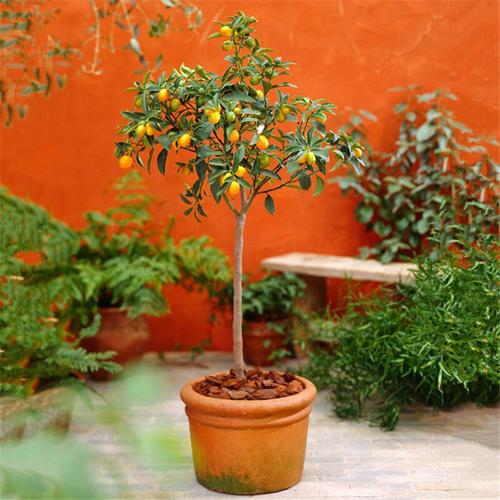 橘子盆景图片大全