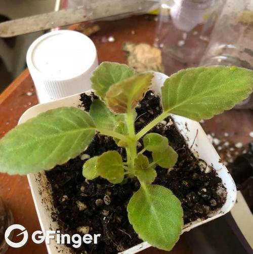 繁殖 大岩桐怎么分球 大岩桐养护要点 苦苣苔科大岩桐 大岩桐开花前的