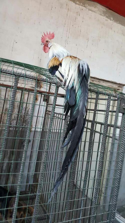 长尾观赏鸡 长尾鸡苗 白色观赏鸡 红色长尾鸡