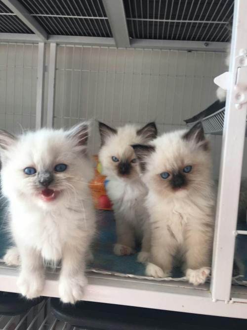 标题布偶猫手套色血统纯正品相甜美眼蓝素高