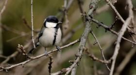 大山雀鸟类图片