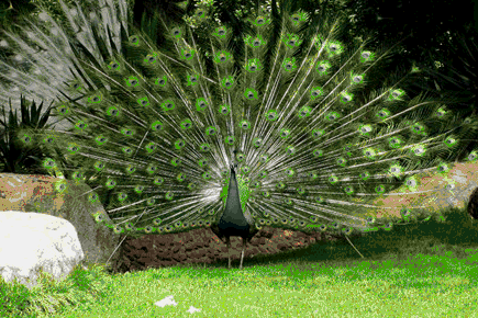 亲爱的朋友们今天7月13特殊的日子送你最美的孔雀开屏图