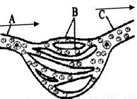 如图是小鱼尾鳍内的血液流动图.据图回答问题