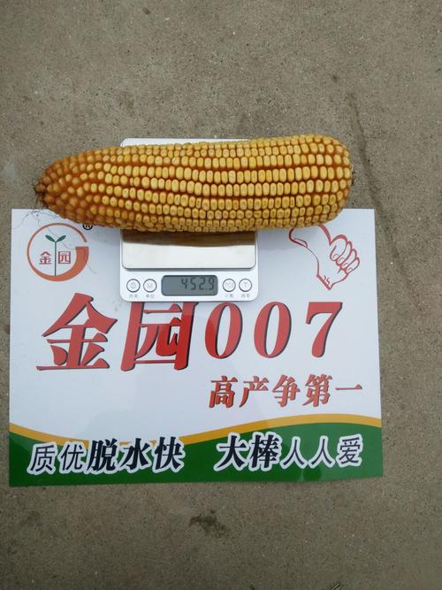 金园007 高产争第一