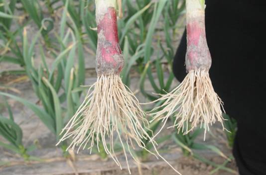 破解中国最大蒜区土壤之"谜",富朗启动"守护蒜区土壤"