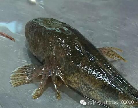 塘鳢鱼用饲料喂养上市