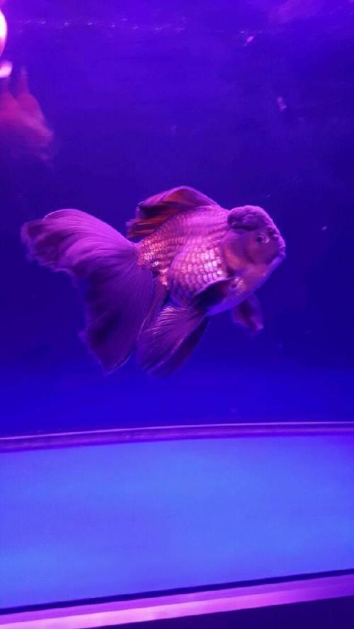 出原装泰国巨人狮,鱼皇狮,nk狮