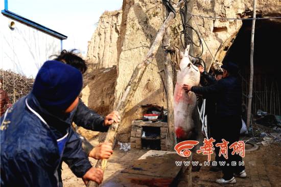 直击腊月里的杀猪人手艺代代相传组图
