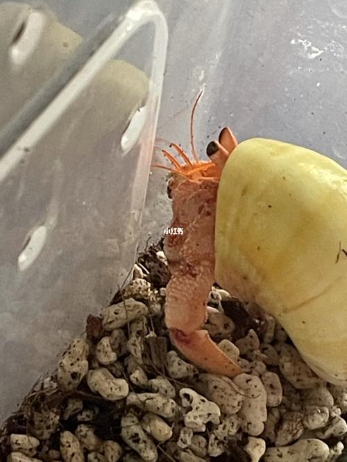 寄居蟹脱皮_寄居蟹_龙虾_草莓_宠物_宠物其他