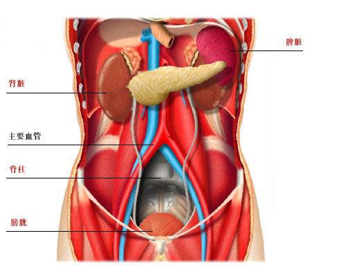 腹部器官解剖图-人体解剖图