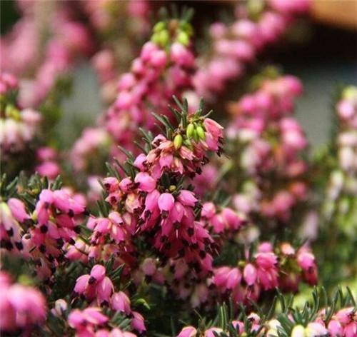 欧石楠——花朵漂亮高雅,花期长