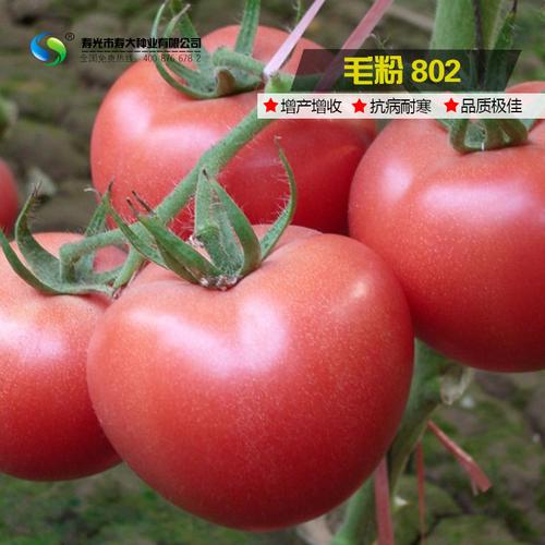 农家老品种番茄西红柿种子【毛粉802】口感甜面四季阳台菜园种植