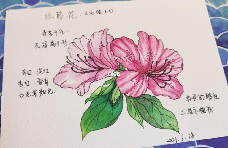 杜鹃花_绘画_画画_文化_绘画