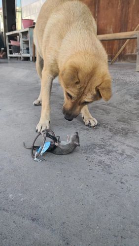 有一天,一只狗正在慵懒的散步,发现前面的有一只耗子.