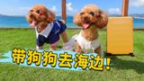带狗去旅行|狗狗坐飞机去海边还住五星级酒店?小夫妻说走就走!
