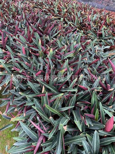 紫背竹芋袋苗 紫背竹芋杯苗 高度30 价格1.55元