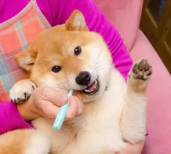 柴犬特别喜欢刷牙,看到牙刷就激动得伸爪子自己刷