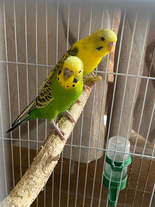 麻烦大佬辨认下虎皮鹦鹉公母