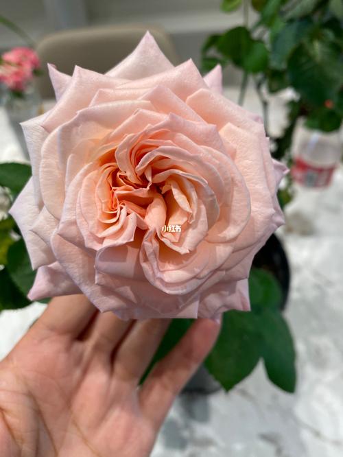 粉荔枝月季_月季_家居家装_家居装饰