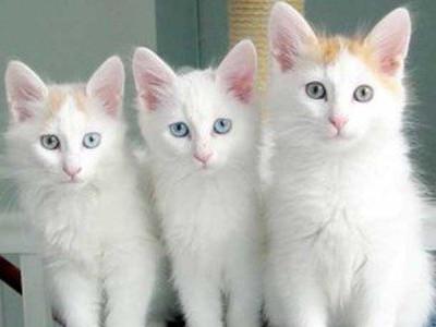 土耳其梵猫的鉴别技巧