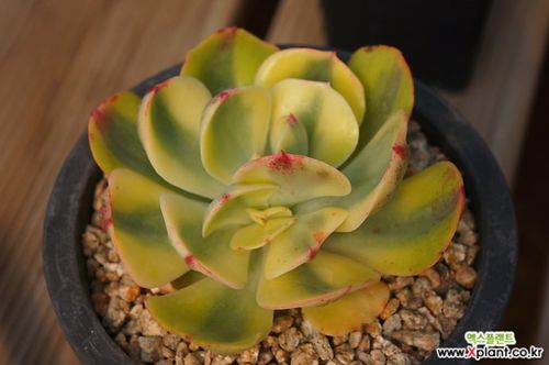 多肉植物夕阳牡丹锦3(大型黄锦多肉)