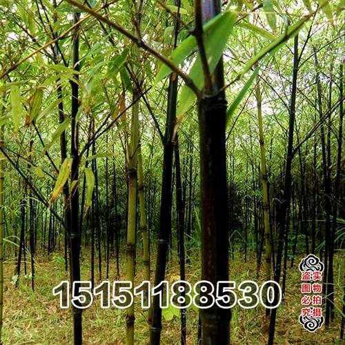 供应四季常青园林观景竹子苗 米竹 紫竹苗 耐寒2厘米 基地发货