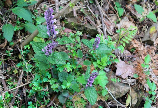 这种草叫"韩信草",农村到处都是,但是它的用处却很少