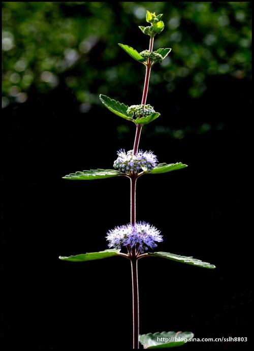 兰香草:马鞭草科莸属,别名九层搂,节节花.