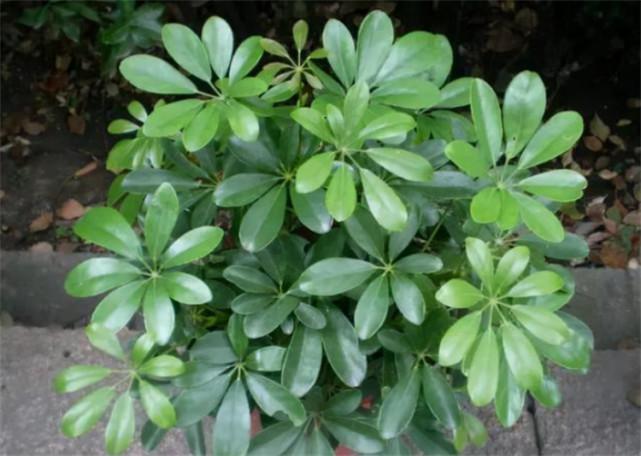 七叶莲可以放卧室吗?植株无毒,可净化环境,释放氧气