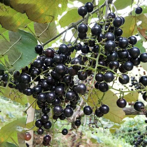 山葡萄包邮野生新鲜水果酿酒葡萄酒巨峰赤霞4斤葡萄