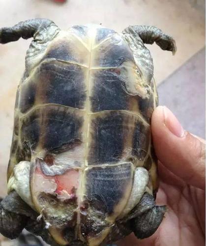 (2)病因及预防: 烂甲病的病因很简单,主要是由于乌龟所生活的水质