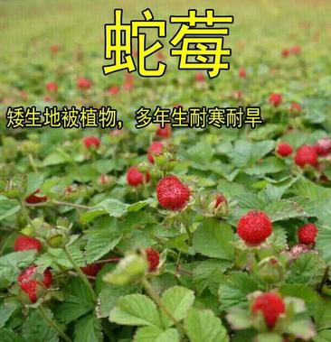 蛇莓种子草坪庭院盆栽观赏种子公园景观绿化花卉种子