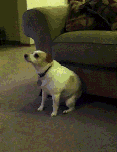 搞笑gif宠物动图:主人,快放我下来,人家害怕