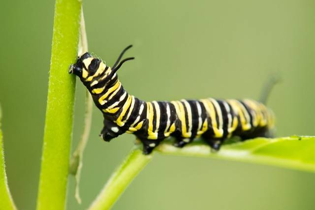 趴在植物上的毛毛虫图片(12张)