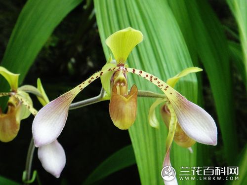 stein)兜兰属,附生兰花品种.产于印度尼西亚(苏门答腊).