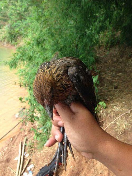 电站附近钓鱼,抓到一只野鸡,还可以烧烤!