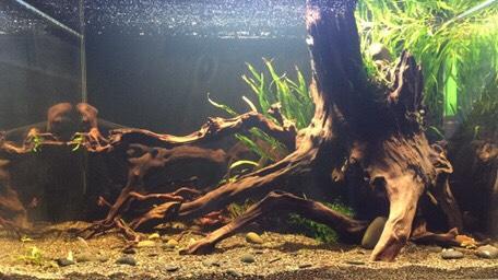 试出一块树桩沉木 - 广东鱼友俱乐部 - cta南美水族